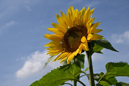 Sunflower on blue sky background. Sunflower blooming in the garden.の写真素材