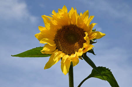 Sunflower on blue sky background. Sunflower blooming in the garden.の写真素材