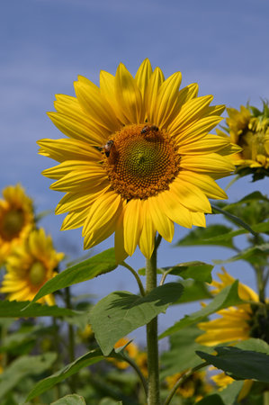 Sunflower field with bee. Sunflower blooming in the summer.の写真素材