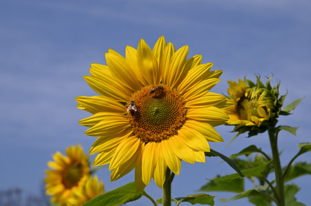 Sunflowers and bees on blue sky background. Sunflower blooming in summer.の写真素材