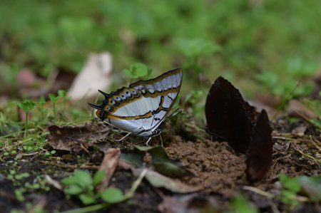 Butterfly from the Taiwan (Polyura eudamippus) two-tailed butterfly.の写真素材