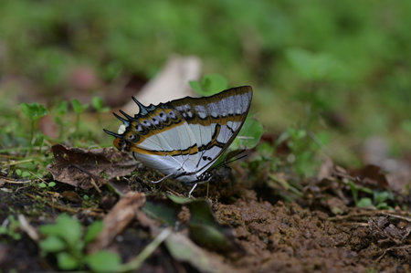 Butterfly from the Taiwan (Polyura eudamippus) two-tailed butterfly.の写真素材