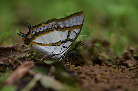 Butterfly from the Taiwan (Polyura eudamippus) two-tailed butterfly.の写真素材