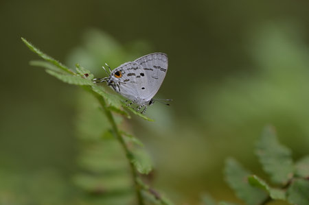 Butterfly from the Taiwan (Hypolycaena kina inari (Wileman, 1908) ) Taiwan black star small gray butterflyの写真素材