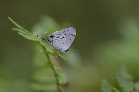 Butterfly from the Taiwan (Hypolycaena kina inari (Wileman, 1908) ) Taiwan black star small gray butterflyの写真素材