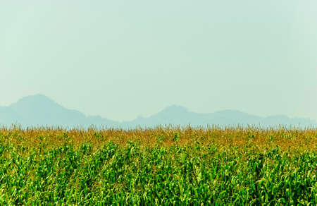 cornfield is green cheerful with mountain background in Thailandの写真素材