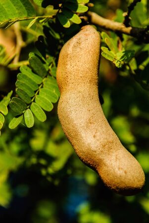 tamarind fruit sweet sour and delicious of Thailandの写真素材