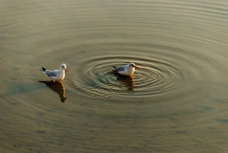 two sea gull has is swimming in the tourist attraction of Thailandの写真素材