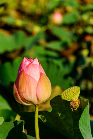 Lotus flower pink  and lotus plants in thailandの写真素材