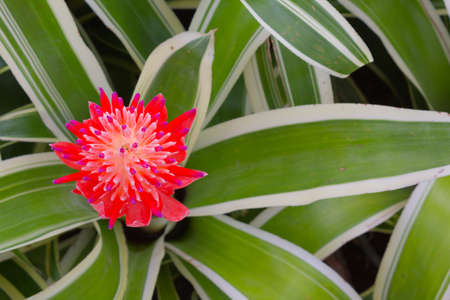 Neoregeliaの写真素材