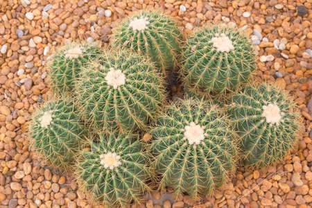 Echinopsis Calochloraの写真素材