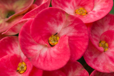 Red flowers home Euphorbia milliの写真素材