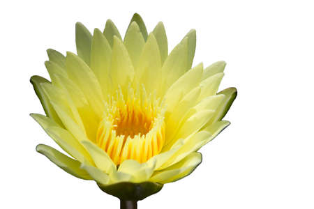 Beautiful lotus flowers in the pondの写真素材