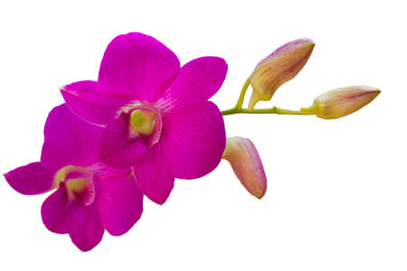 Mickky Pink orchidの写真素材