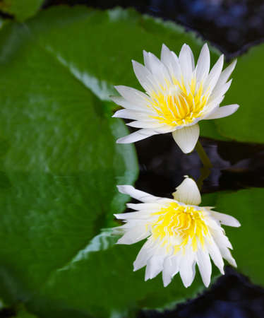 White lotus flowers in a reflecting poolの写真素材