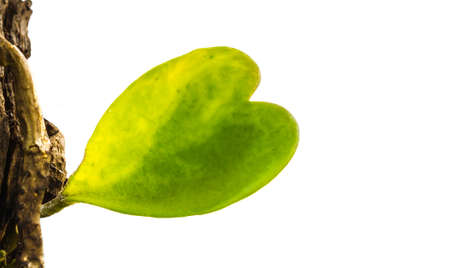 The tree has a heart, Hoya carnosaの写真素材