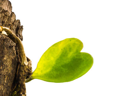 The tree has a heart, Hoya carnosaの写真素材