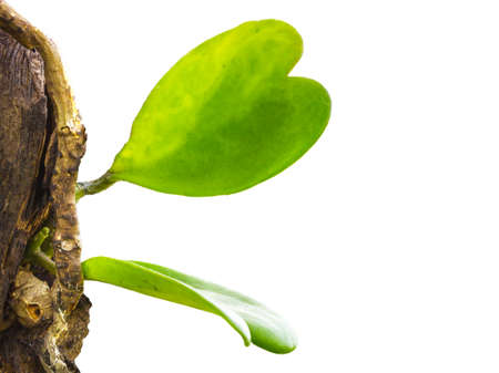 The tree has a heart, Hoya carnosaの写真素材