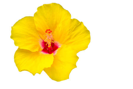 Roadside flowers yellow Hibiscus rosa-sinensis.の写真素材