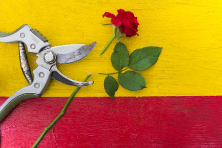 secateurs