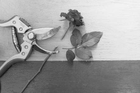 secateursの写真素材