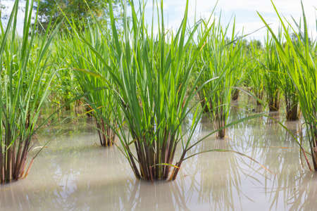 Riceberry Organic Farming