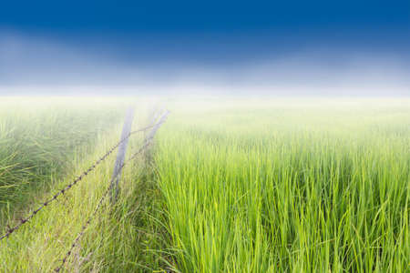 Foggy morning at rice fieldsの写真素材