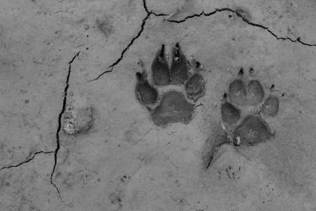 Dog footprints on the groundの写真素材