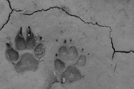 Dog footprints on the groundの写真素材