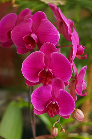 Bright pink orchidの写真素材