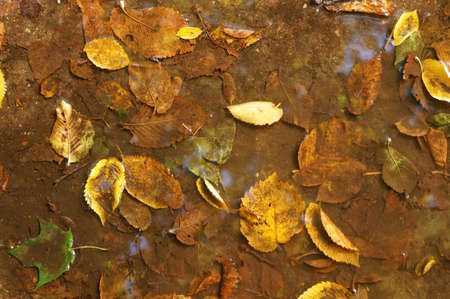 Fallen leaves in water as a backgroundの写真素材