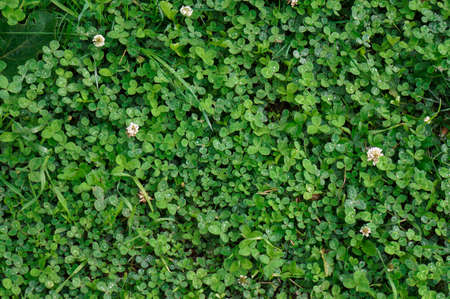 Clover with drops of rain on the leaves as a backgroundの写真素材