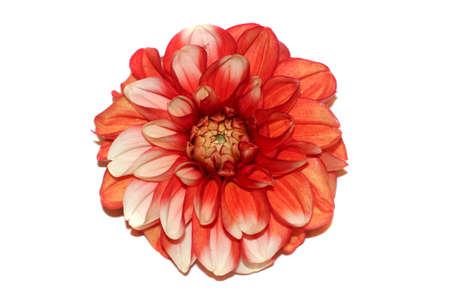 Flower white and red dahlia isolated on whiteの写真素材