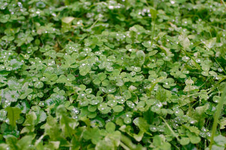 Clover leaves in rain dropsの写真素材