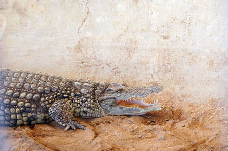 Crocodile in zoo close up                               の写真素材