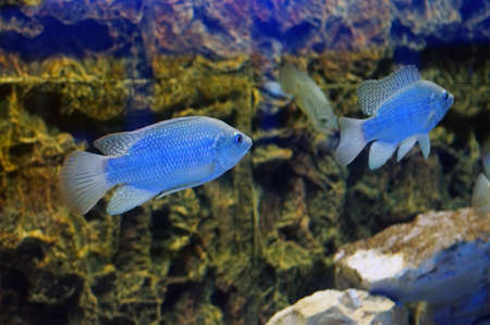 A pair of fish in the aquarium (Cyrtocara moorii)            の写真素材