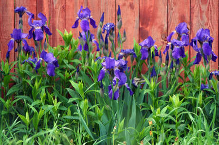 Blue irises on red fence                               の写真素材