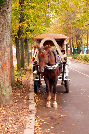  Brown horse-drawn wagon in the autumn alley                              の写真素材
