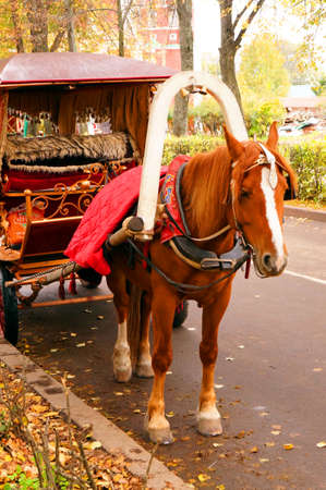 Brown horse-drawn wagon in the autumn alleyの写真素材