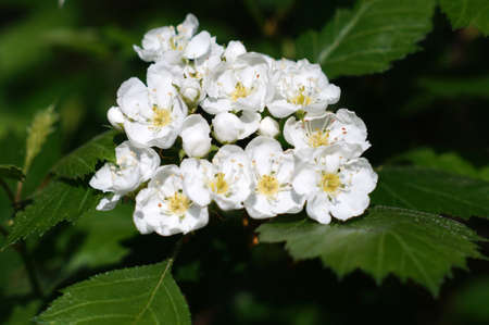 Blossoming hawthorn closeup                               