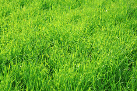 Green juicy grass as backgroundの写真素材
