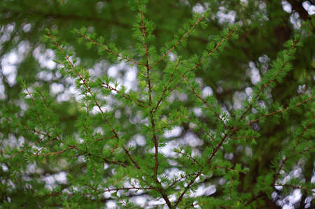  Larch branch with fresh leaves as a background                              