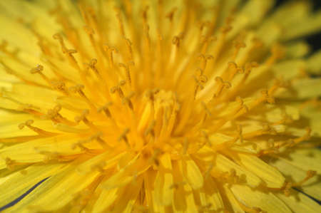 Dandelion flower macro                               の写真素材