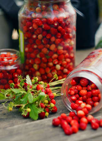 Wild strawberry harvest                               の写真素材