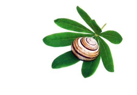 Snail shell on a green leaf isolated                               の写真素材