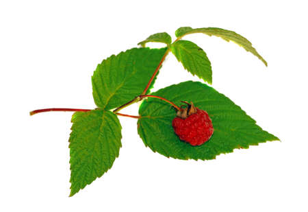 Raspberry with green leaf isolated                               の写真素材