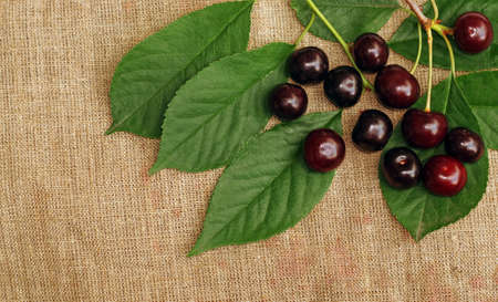 Ripe cherry on the rough fabric as the background                               