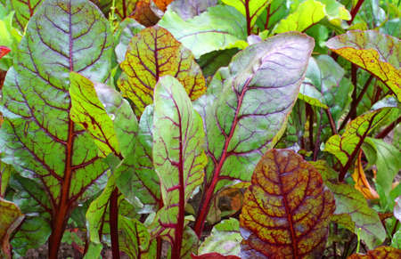 Beet greens in the garden                               の写真素材