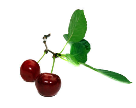  Two cherries on a branch with leaves isolated                              