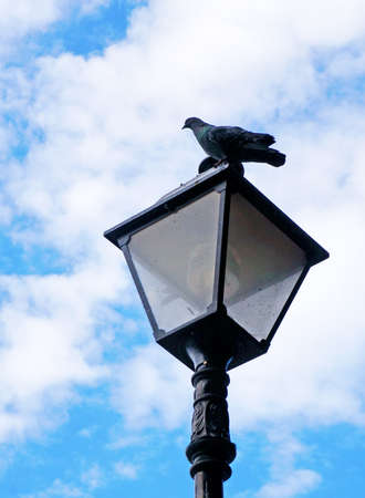Pigeon sitting on the lantern against the blue sky with clouds                               の写真素材